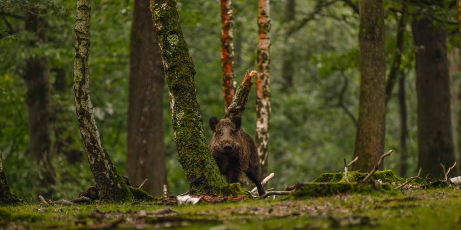 Black beast in its woods 02, Yvelines